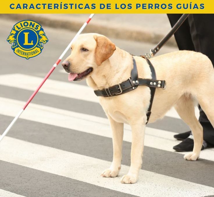 Patrocinado un perro guía por Club de Leones de Sevilla